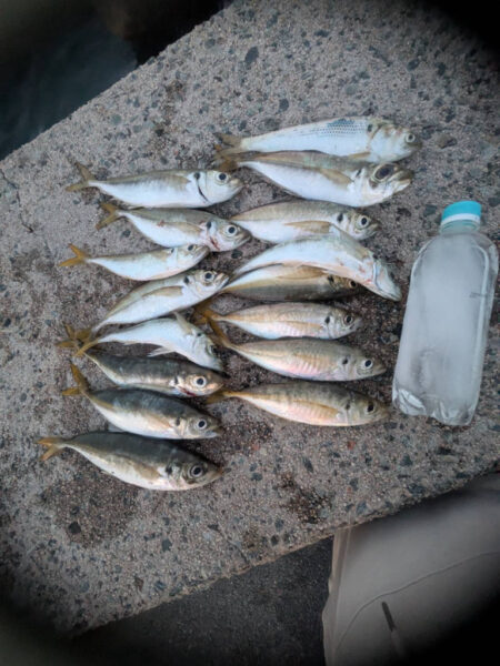 鳥を取って、魚を釣って行くｩ 6th