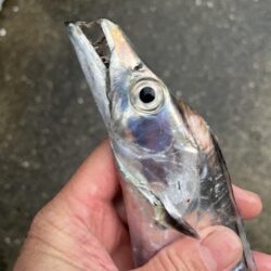 タチウオ狙いで