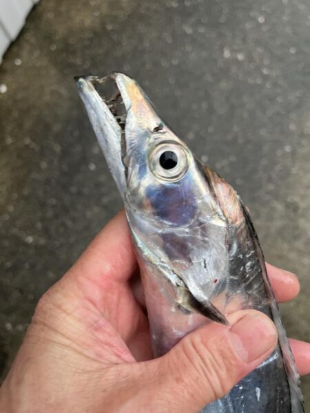 タチウオ狙いで