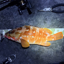 根魚釣行
