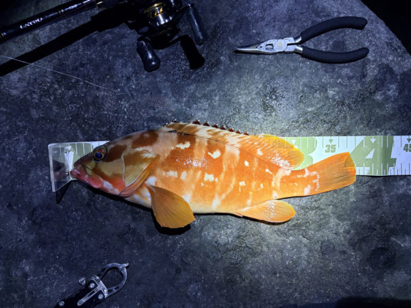 根魚釣行