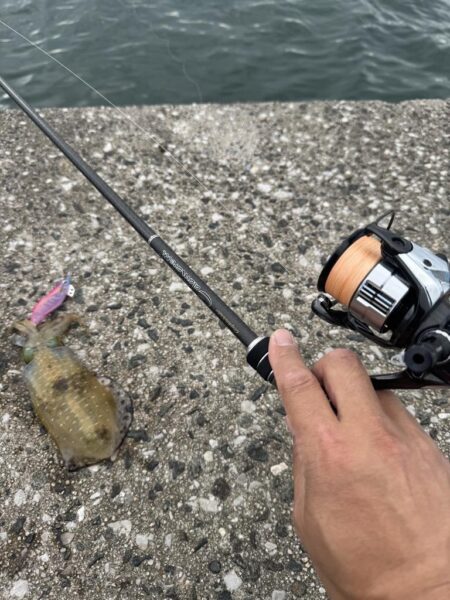 鳥を取って、イカを釣って行くｩ 7th