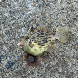 銅付き釣り