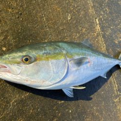 釣れました^_^