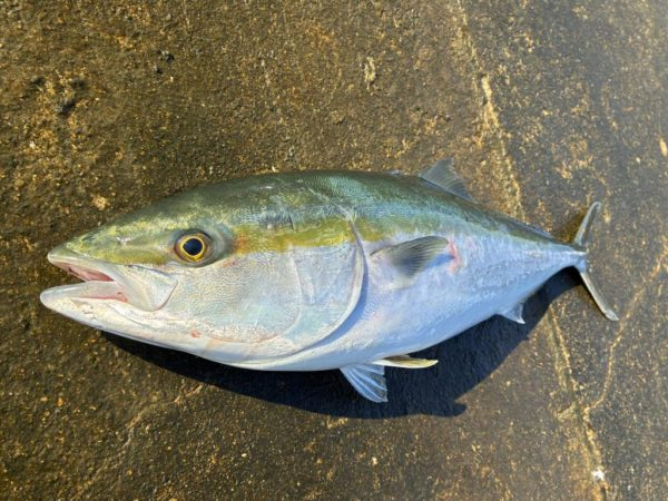釣れました^_^