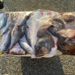 シロギスタ:カワハギ狙いの離島沖堤防