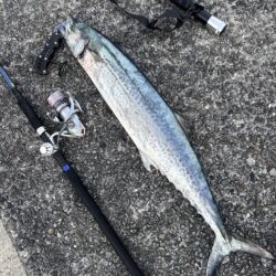 サワラ　85センチ