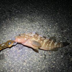 しまなみで釣り