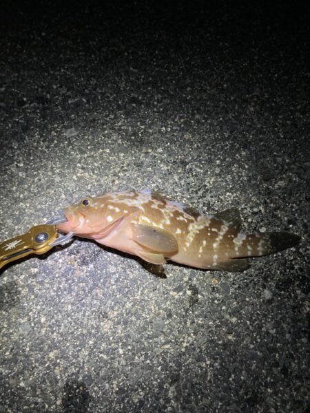 しまなみで釣り