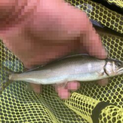 強風の連休最終日、アユイングで良型ラッシュ！(北茨城市)