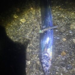タチウオ釣り