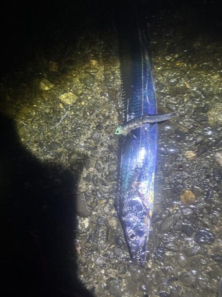 タチウオ釣り