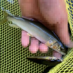午前は強風で断念…午後から執念の短時間アユイング！(北茨城市)