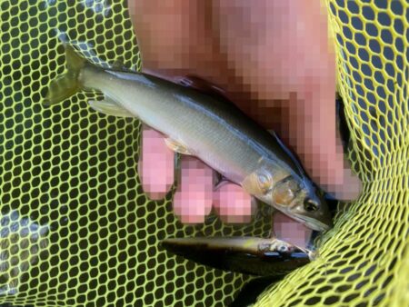 午前は強風で断念…午後から執念の短時間アユイング！(北茨城市)