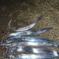 タチウオ