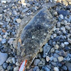 ルアーで初ヒラメ🐟