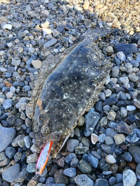 ルアーで初ヒラメ🐟