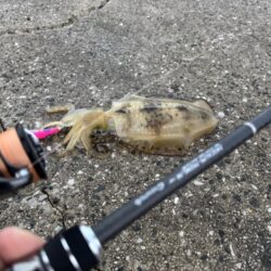 鳥を取って、イカを釣って行くｩ 8th