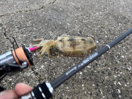 鳥を取って、イカを釣って行くｩ 8th