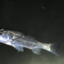 スズキの調査釣行