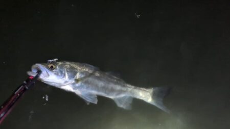 スズキの調査釣行