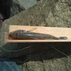 マハゼ穴釣り