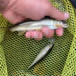 ボウズ回避！耐え忍ぶ地蔵作戦アユイング (北茨城市)