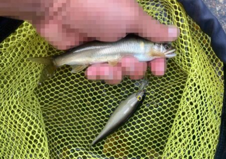 ボウズ回避！耐え忍ぶ地蔵作戦アユイング (北茨城市)