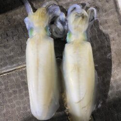 ティップラン激渋