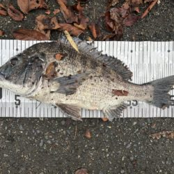 イチノ兄弟、釣果!