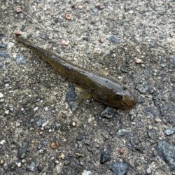 ハゼ釣り