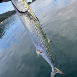 宮津湾奥ライトショアジギング。青牙ハットトリック。。。