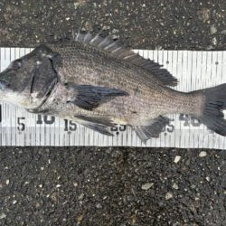 イチノ兄弟、釣果！