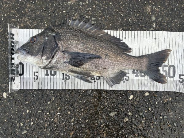 イチノ兄弟、釣果！