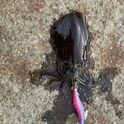 風裏しか勝たん