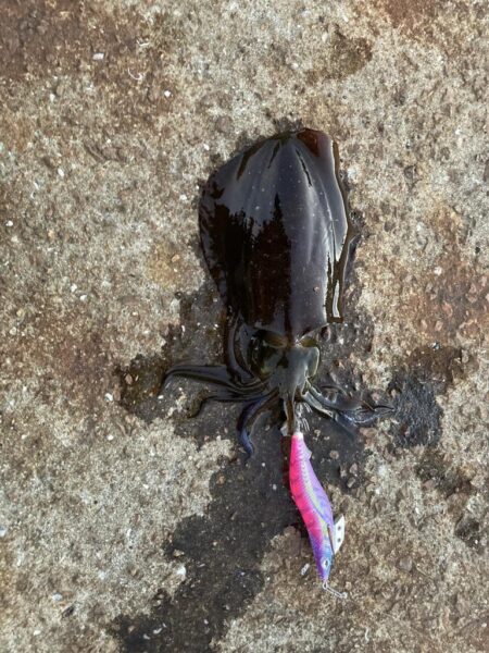 風裏しか勝たん