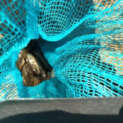 マハゼ穴釣り