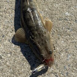 マゴチ釣り