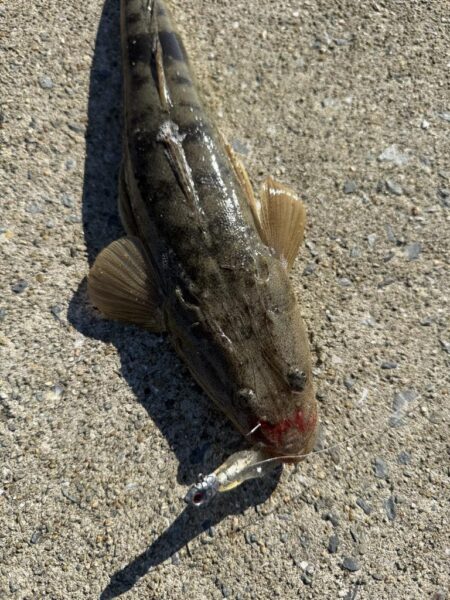 マゴチ釣り