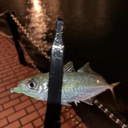 雨でもアジング