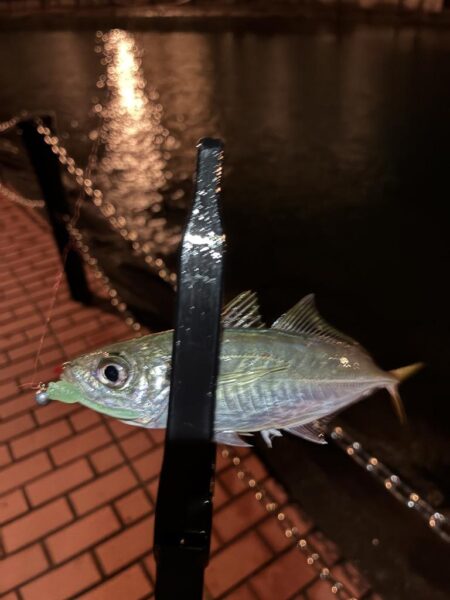 雨でもアジング