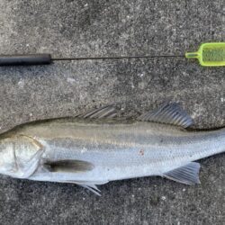 最後の一投でセイゴが釣れました！