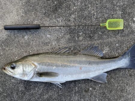 最後の一投でセイゴが釣れました！