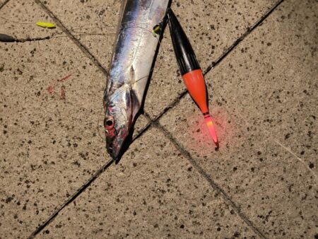 魚種豊富な六甲マリンパーク