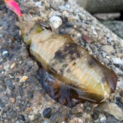 淡路島でエギング｜激流に餌木猿ノーマル対応で良型ゲット
