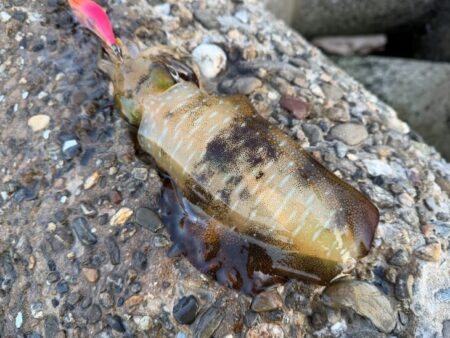 淡路島でエギング｜激流に餌木猿ノーマル対応で良型ゲット