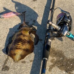 日中のただ巻きエギングで連続釣果！