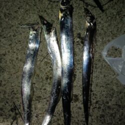 タチウオ⑥