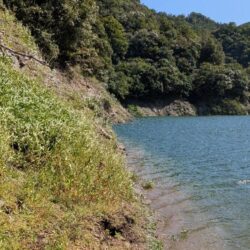 強風吹く前に1匹