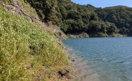 強風吹く前に1匹